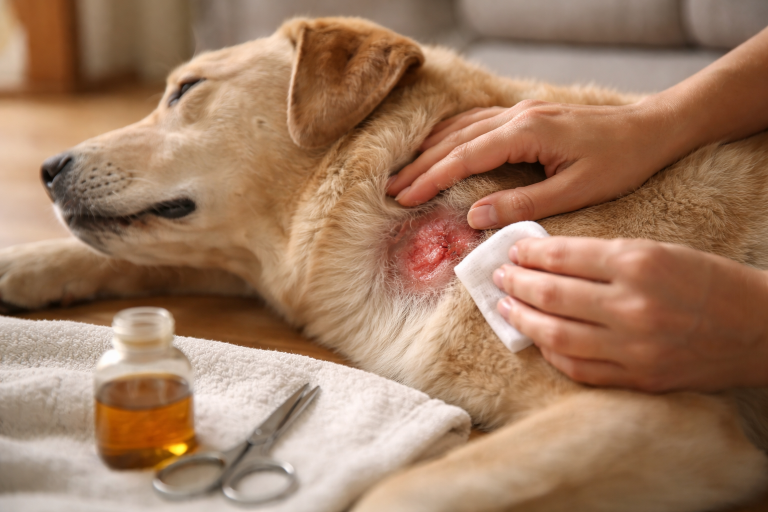 Hot spot vs. “bare et sår” - sådan spotter du forskellen i tide