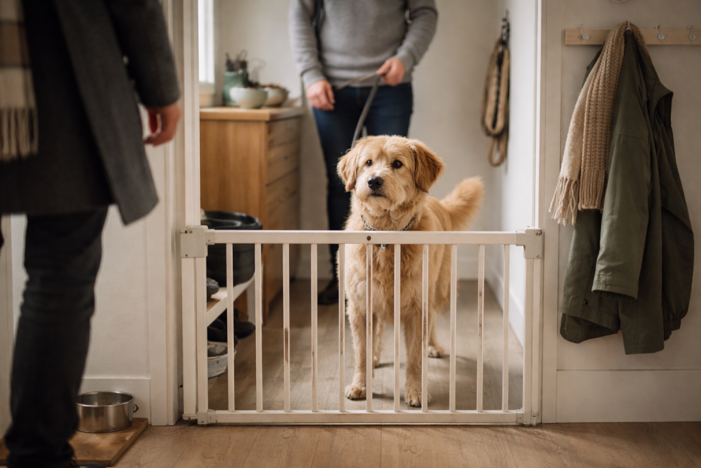 Hoppehund ved døren (og min 3-ugers ro-plan til dine gæster)