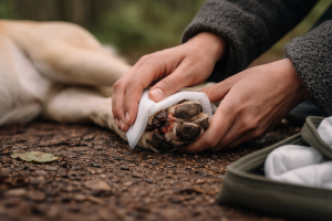 Potesår bliver farlige hurtigt - sådan redder du situationen hjemme først