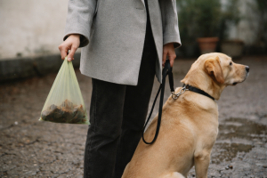 Rødt i hundens afføring (og den sorte farve der gør mig nervøs)
